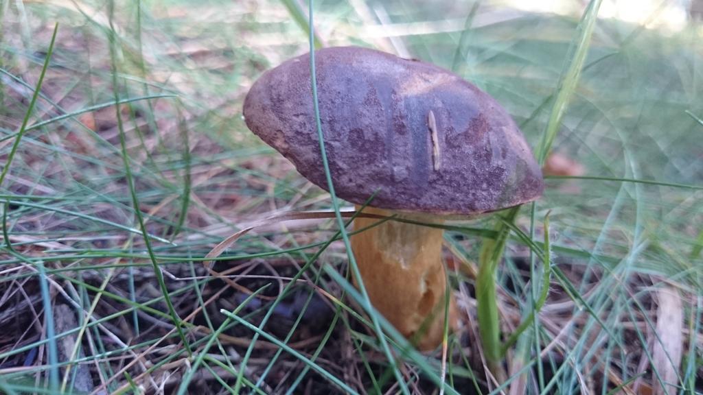 Chalupa Maruska Čeladná Cameră foto